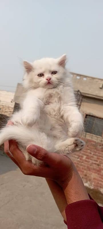 Persian kitten tripple coated 2