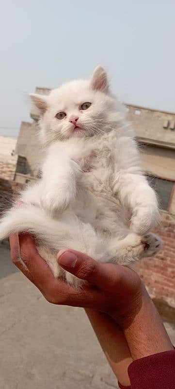 Persian kitten tripple coated 3