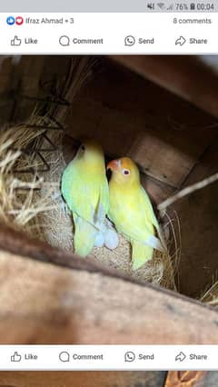 Urgently sale Love Birds