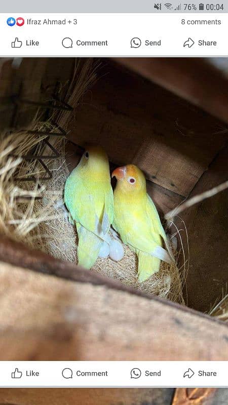 Urgently sale Love Birds 0