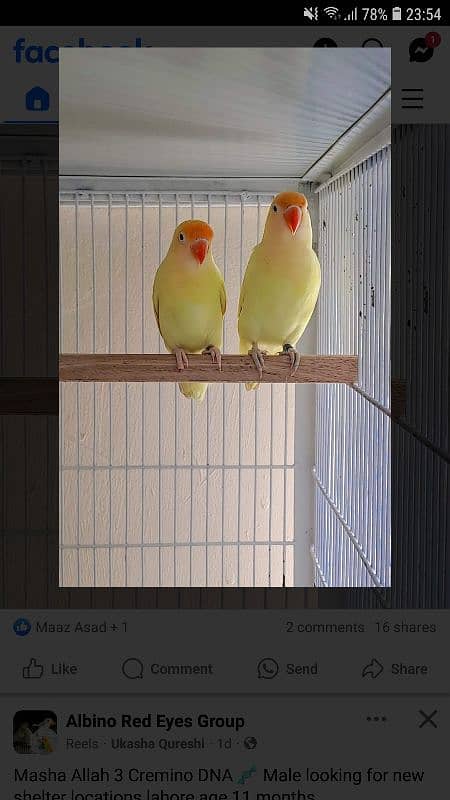 Urgently sale Love Birds 1