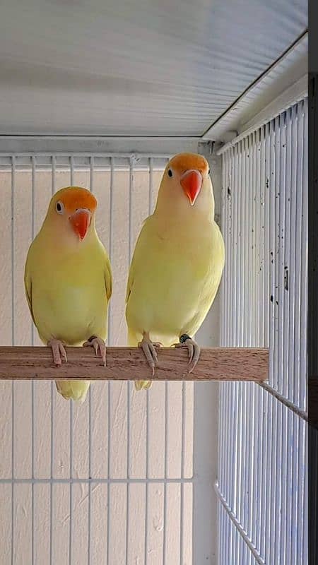 Urgently sale Love Birds 2