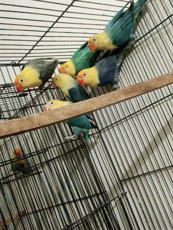 Urgently sale Love Birds 3