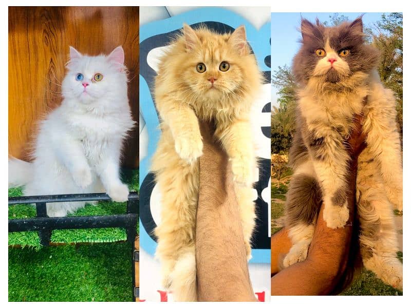 Persian hamalian british punch face piki face cat's and kitten's 0