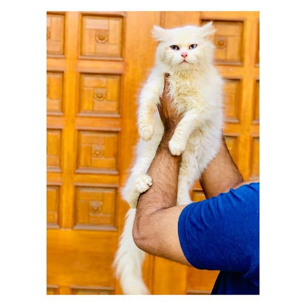 Persian hamalian british punch face piki face cat's and kitten's 1