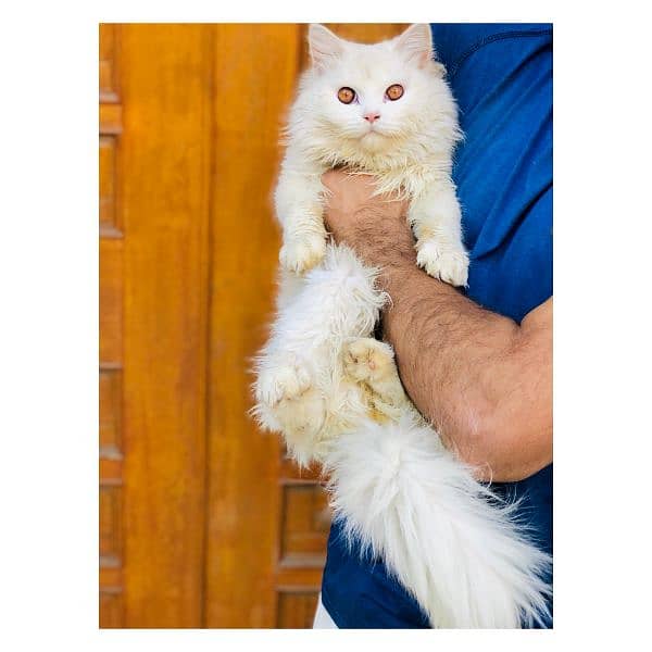 Persian hamalian british punch face piki face cat's and kitten's 5