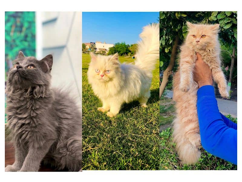 Persian hamalian british punch face piki face cat's and kitten's 0