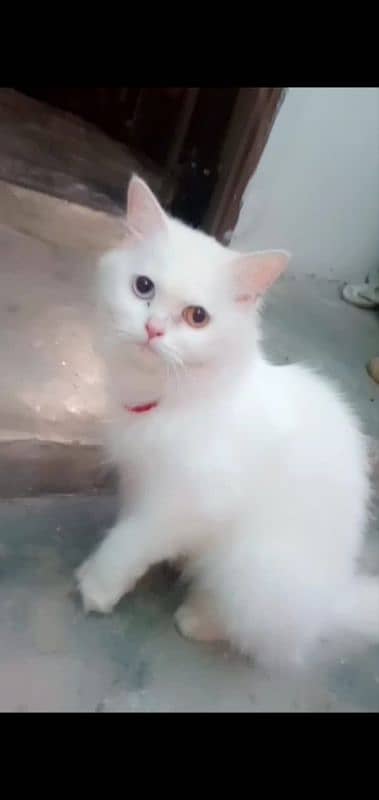 Persian cat |triple coated|breeder female|OD EYES| 0