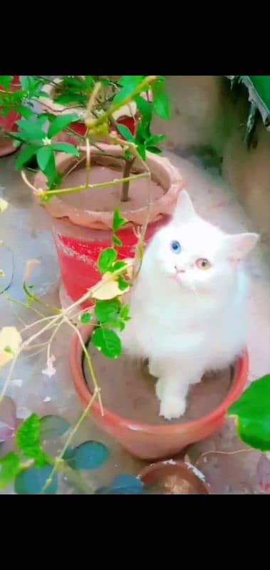 Persian cat |triple coated|breeder female|OD EYES| 1