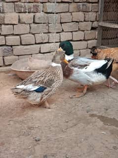 Desi Ducks pair