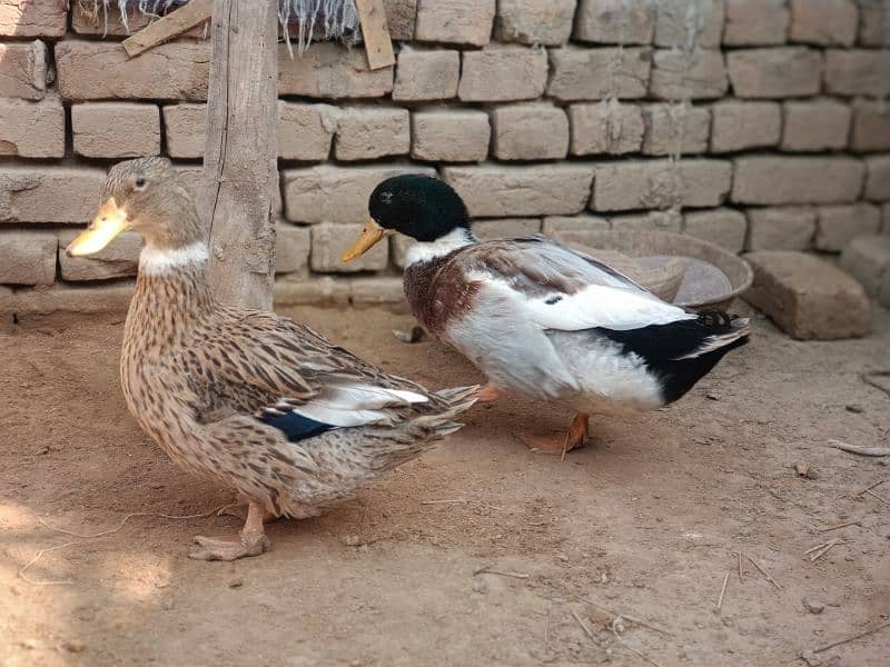 Desi Ducks pair 1