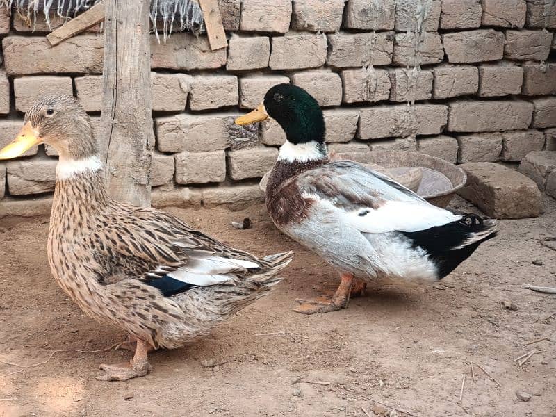 Desi Ducks pair 2