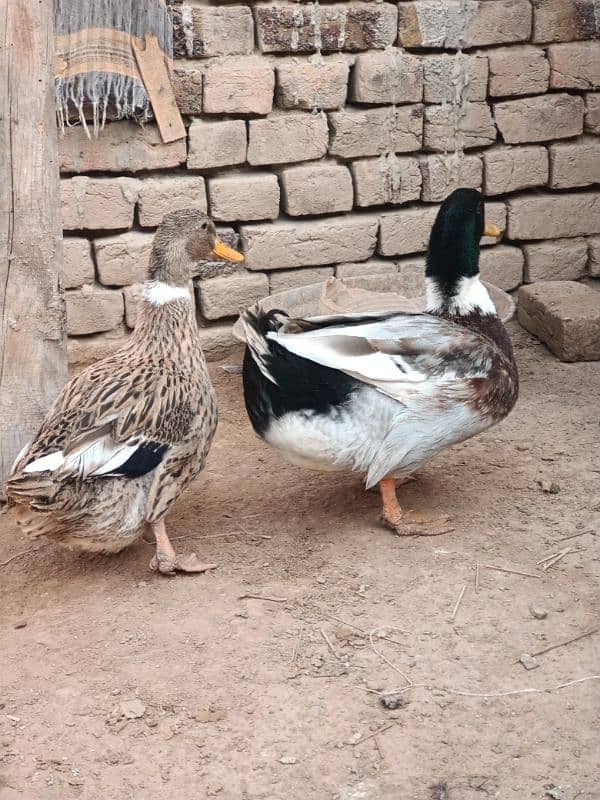 Desi Ducks pair 3