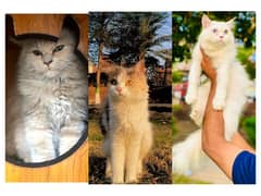 Persian hamalian british punch face piki face cat's and kitten's