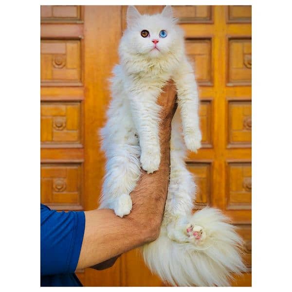 Persian hamalian british punch face piki face cat's and kitten's 5