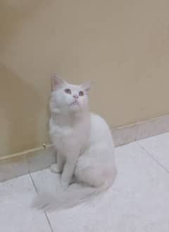 Male cat