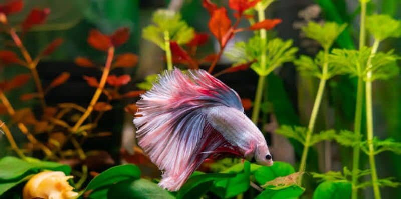 VERY ACTIVE AND FRESH BETTA STOCK !!! buy now 1