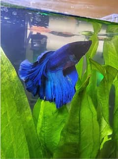 VERY ACTIVE AND FRESH BETTA STOCK !!! buy now