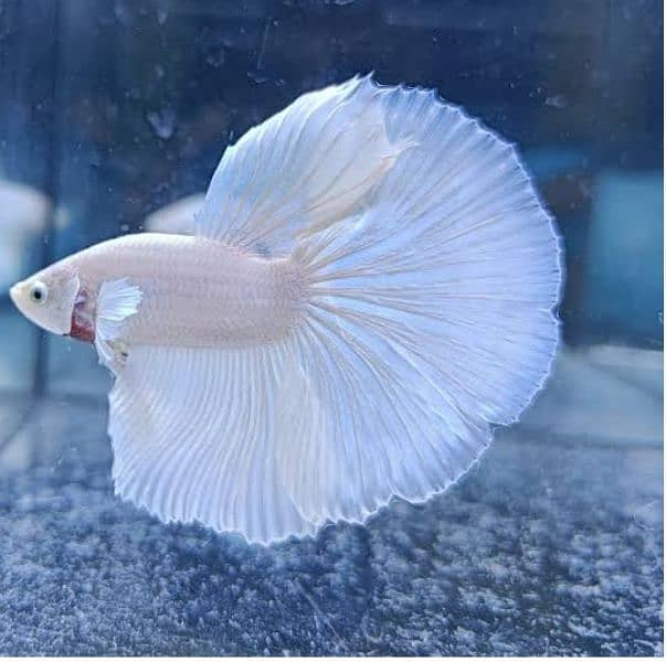 VERY ACTIVE AND FRESH BETTA STOCK !!! buy now 3