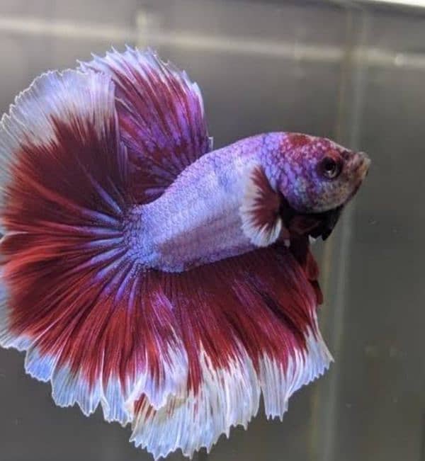 VERY ACTIVE AND FRESH BETTA STOCK !!! buy now 4