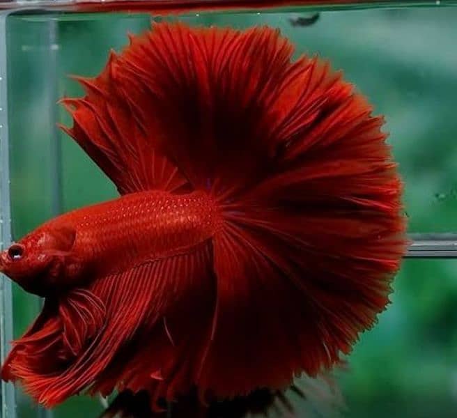 VERY ACTIVE AND FRESH BETTA STOCK !!! buy now 5