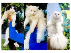 Persian hamalian british punch face piki face cat's and kitten's