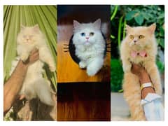 Persian hamalian british punch face piki face cat's and kitten's