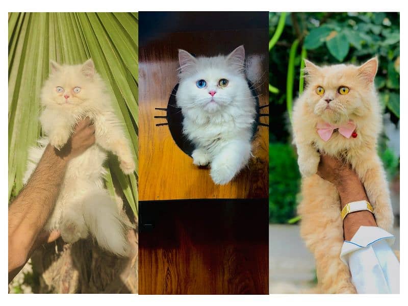 Persian hamalian british punch face piki face cat's and kitten's 0