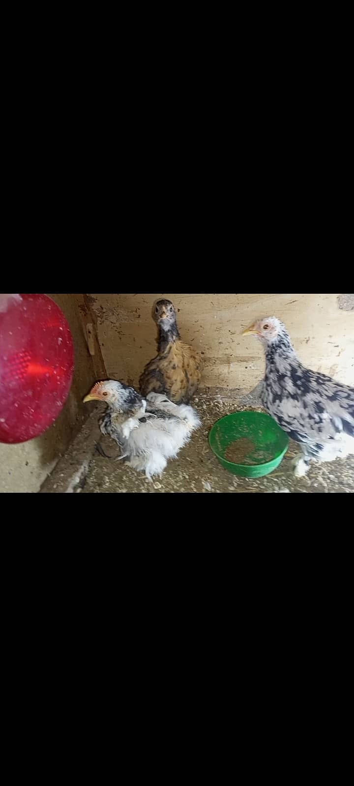 Molted bantam pair 0