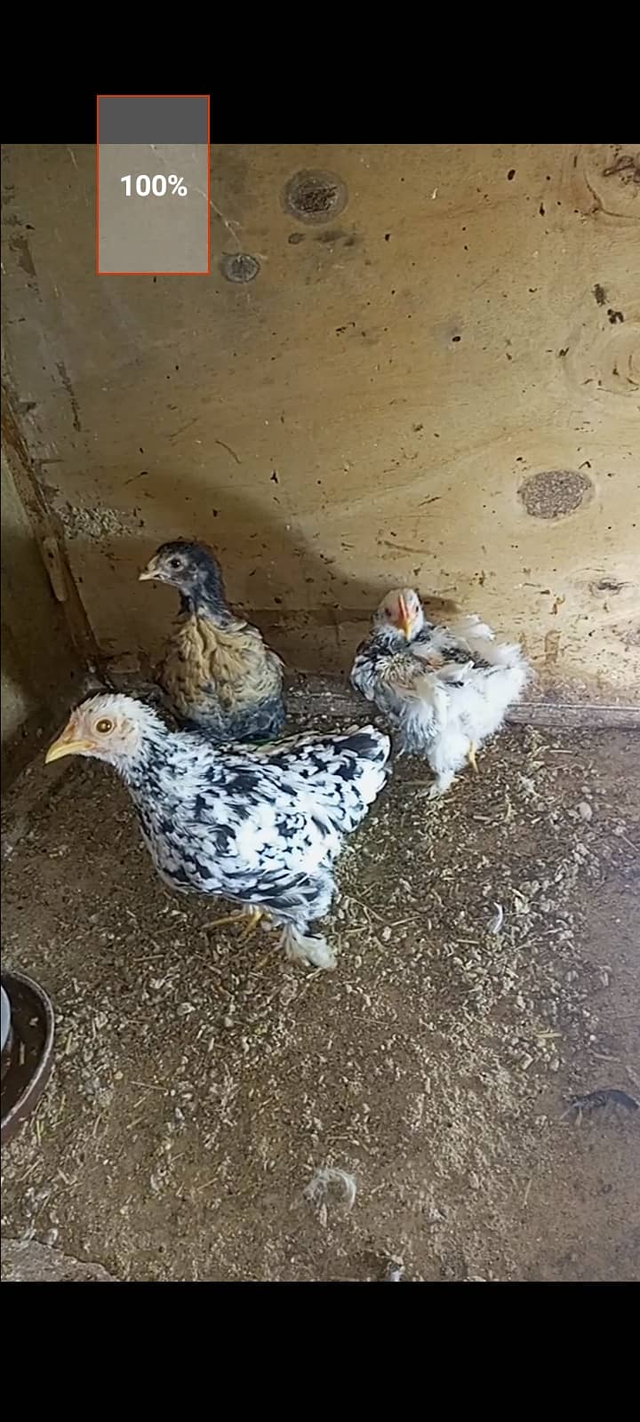 Molted bantam pair 1