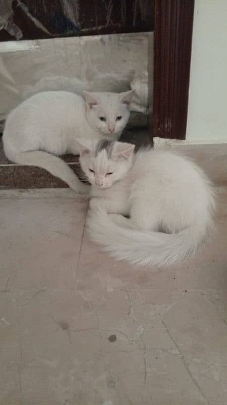 kitten pair for sale 0