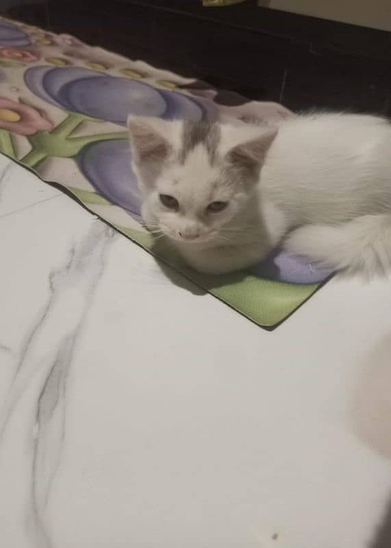 kitten pair for sale 2