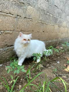 Persian piki face cat