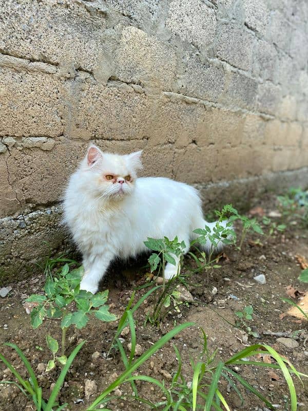 Persian piki face cat 0