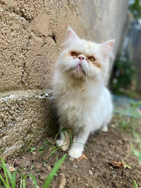 Persian piki face cat 2