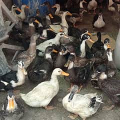 desi duck for sale