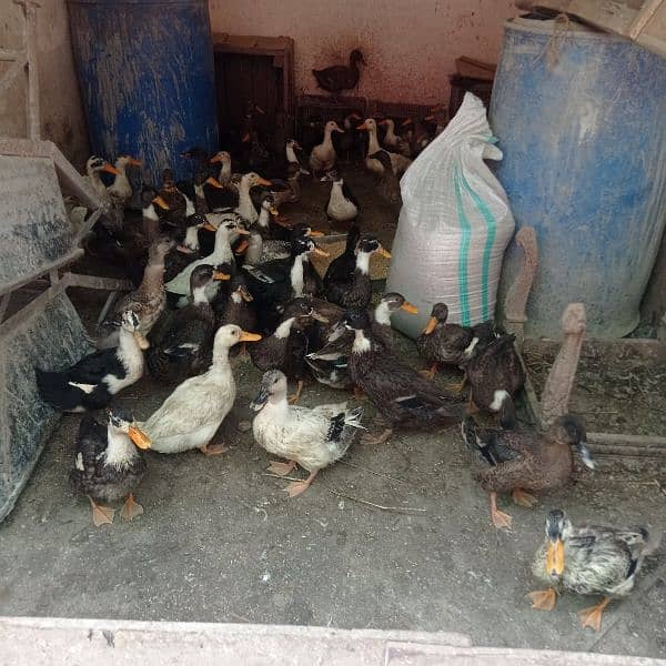 desi duck for sale 1