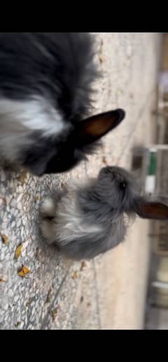 adorable pet rabbit bunny pair.