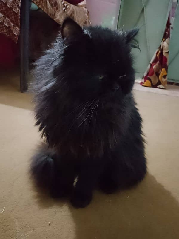 Persian cat pure black triple cod 0