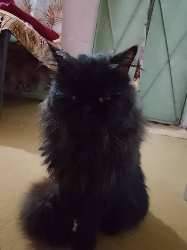 Persian cat pure black triple cod 1