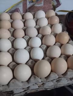 Desi Eggs