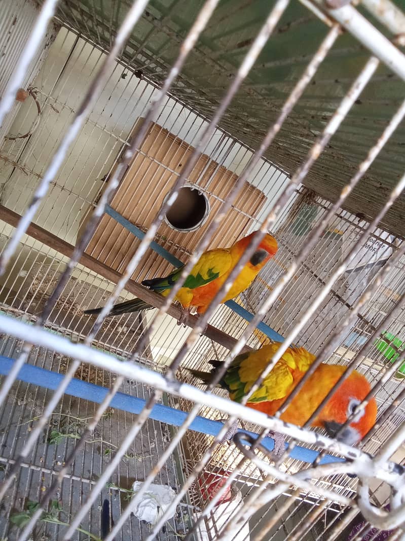 Color ringneck, sunconure, Alexander kashmiri raw 2