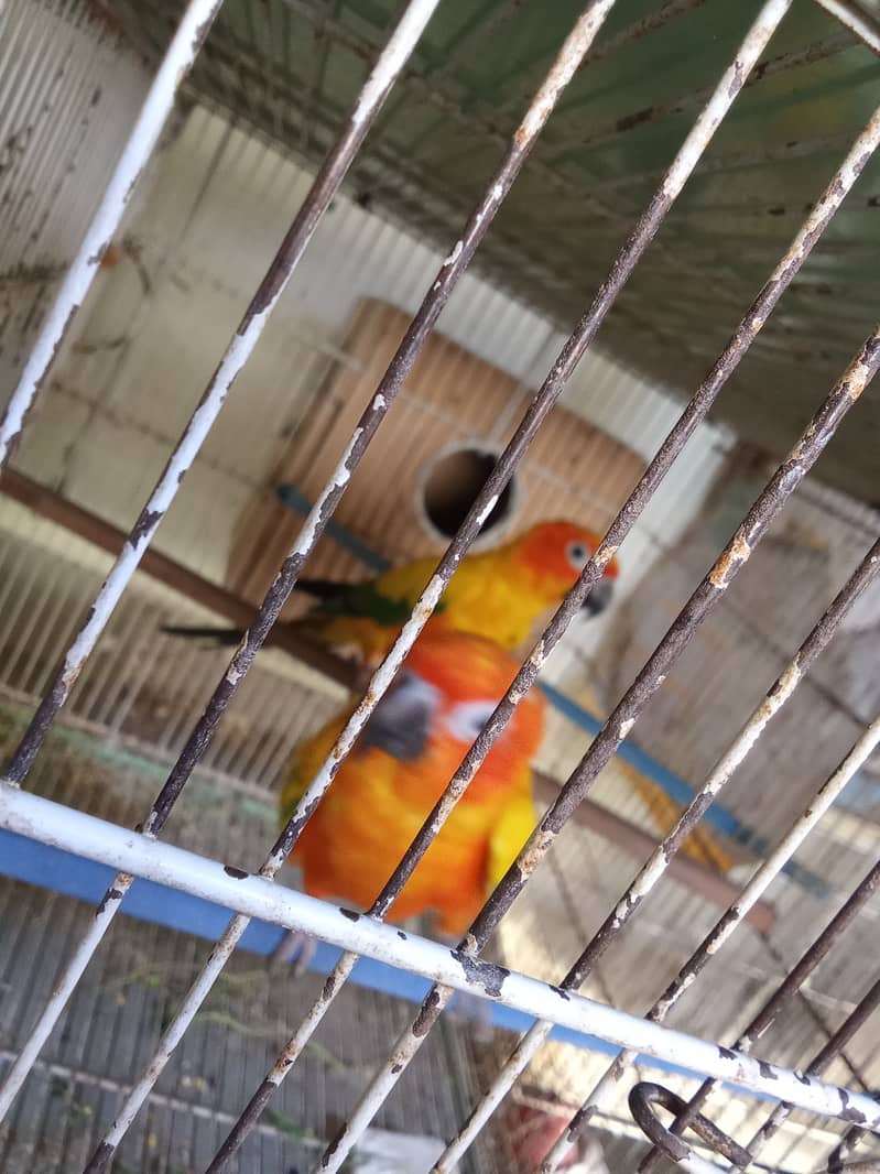 Color ringneck, sunconure, Alexander kashmiri raw 3