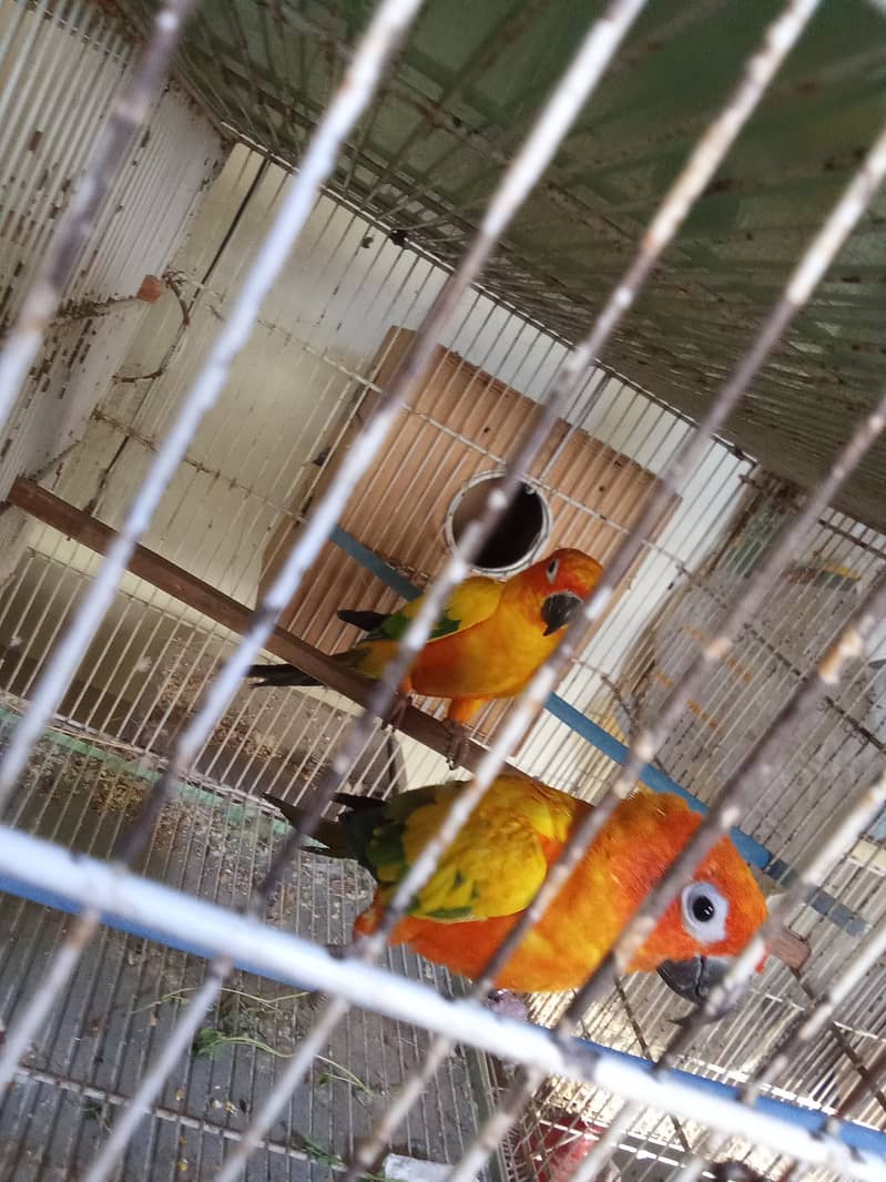 Color ringneck, sunconure, Alexander kashmiri raw 4