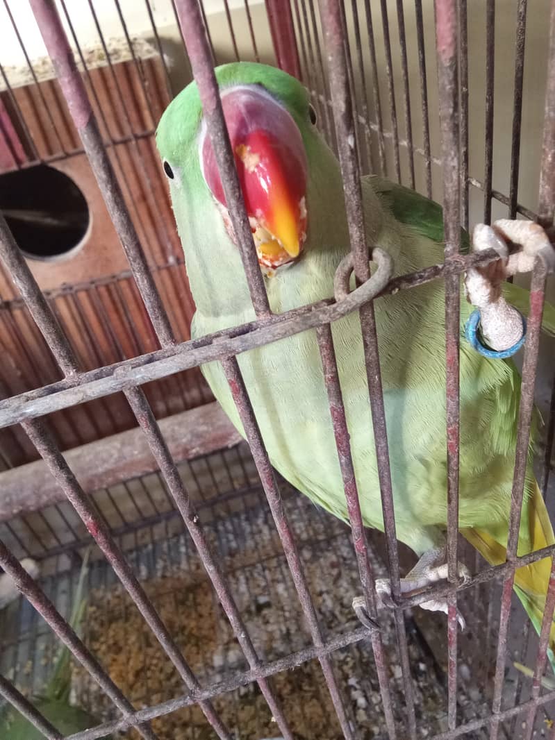 Color ringneck, sunconure, Alexander kashmiri raw 7