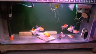 Gold fish oranda and ranchu