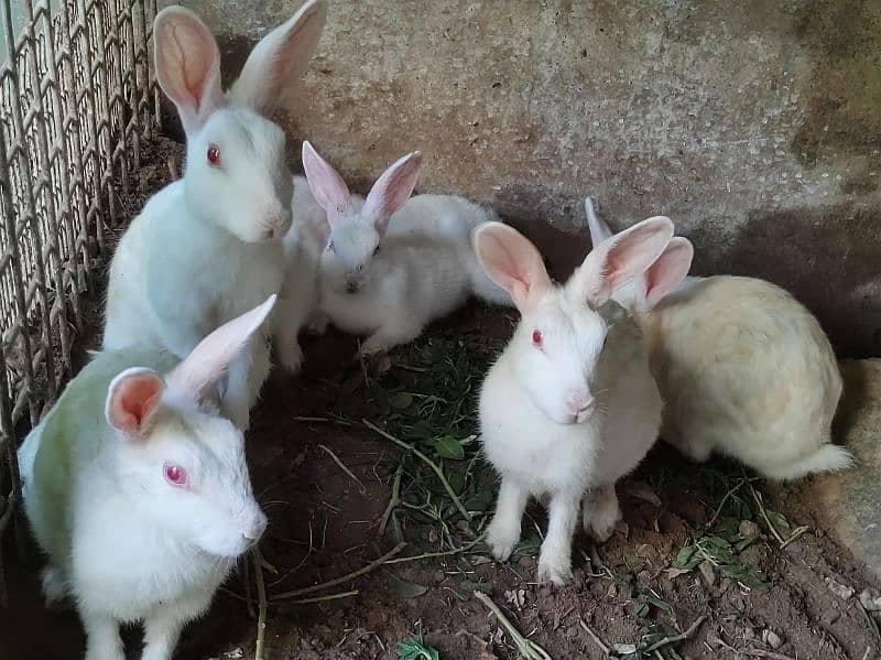 Total 5 Rabbits | 3x Male | 2x Female 0