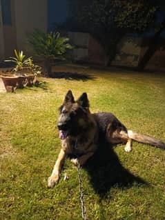 German Shepherd Dog Available for sale in Sargodha