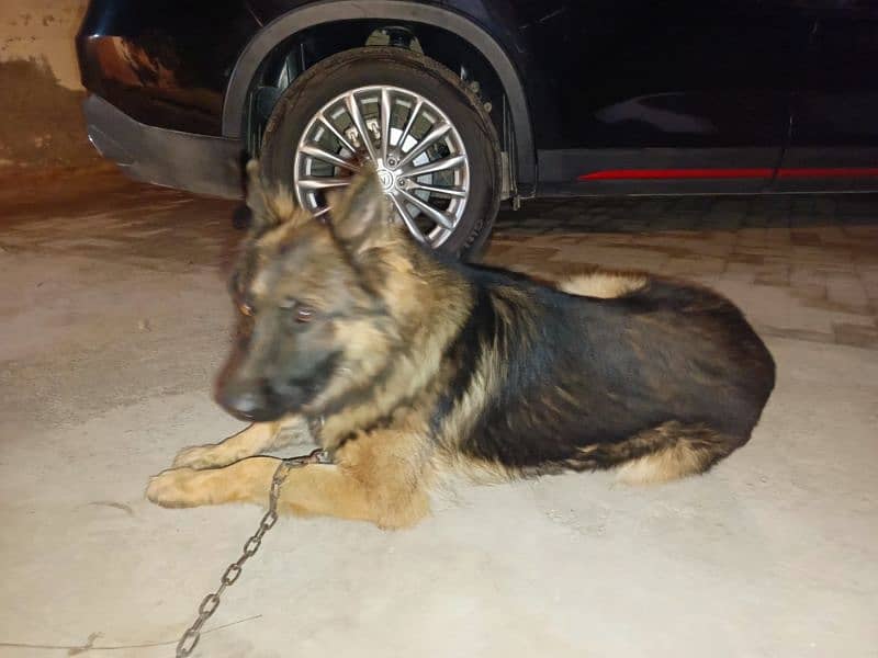 German Shepherd Dog Available for sale in Sargodha 1