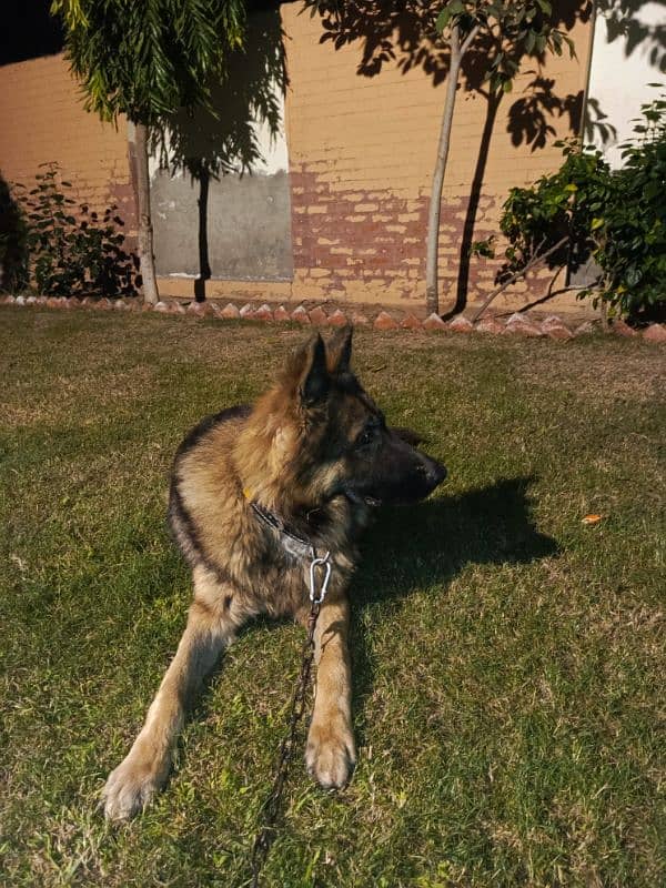 German Shepherd Dog Available for sale in Sargodha 2